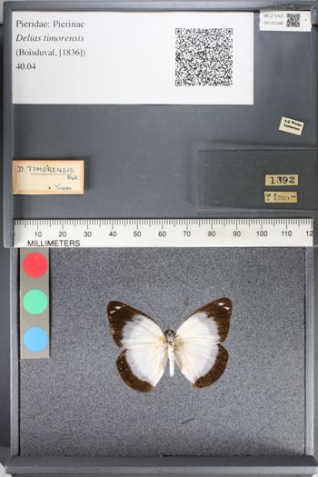 Media type: image;   Entomology 130348